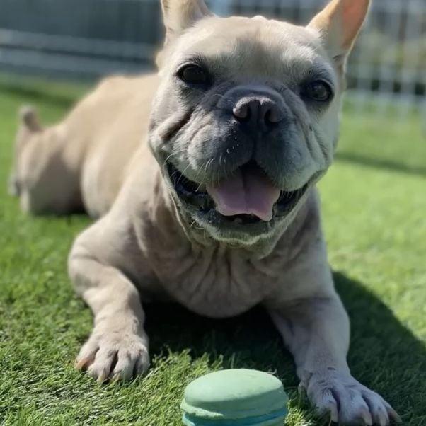 happy dog on grass