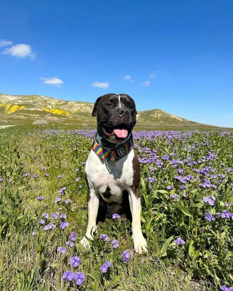 happy dog sitting