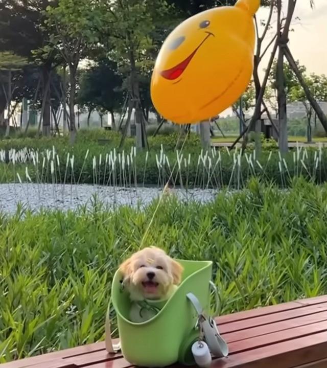 happy dog with balloon