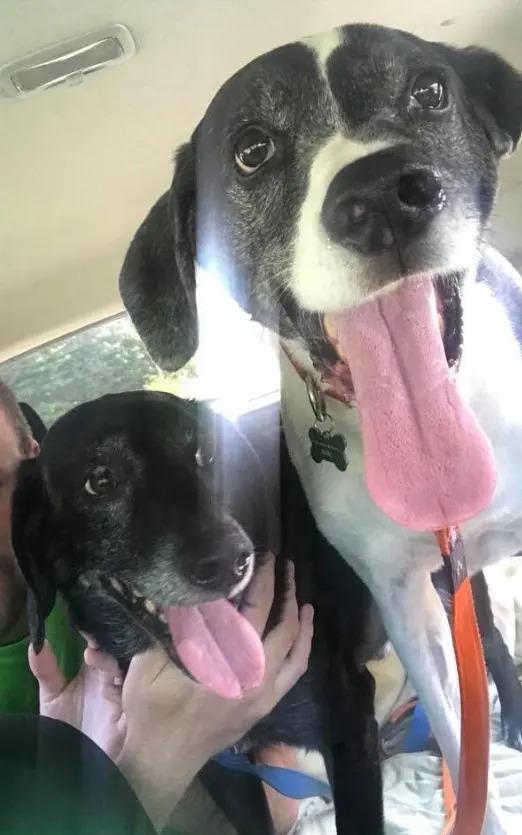 happy dogs in car