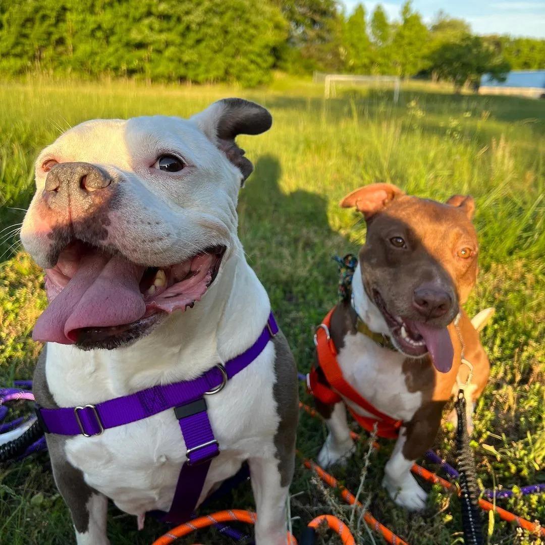 happy dogs on a walk