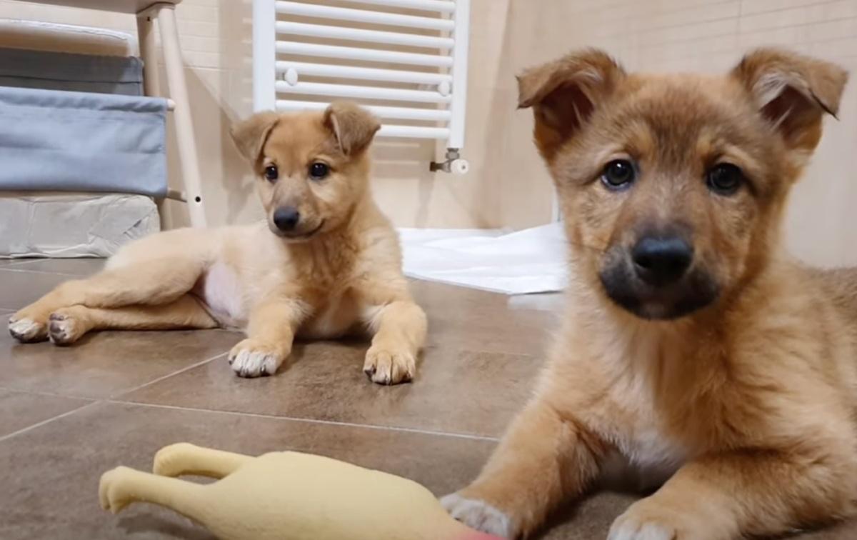 healthy pups playing together