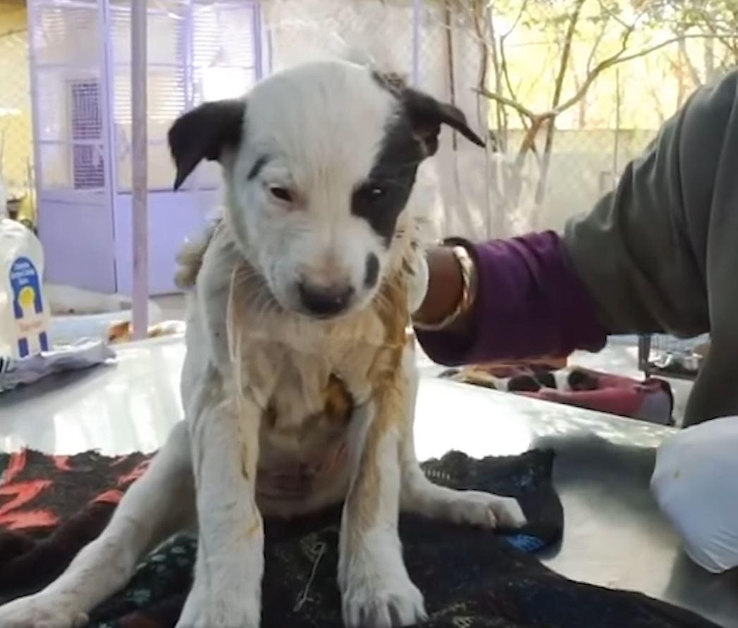 injured puppy rescued