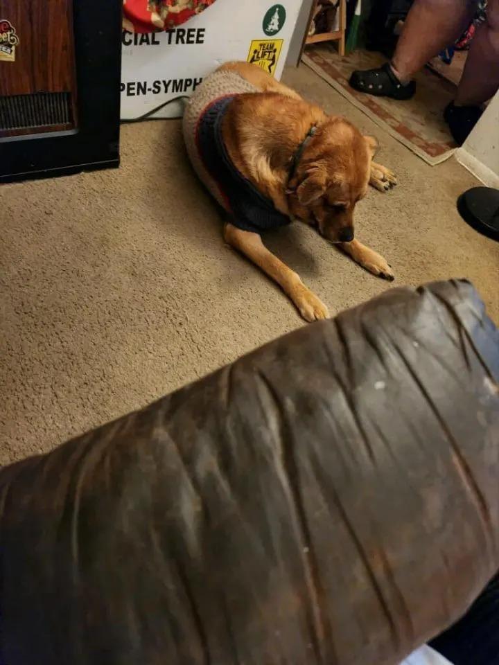 jake laying on rug