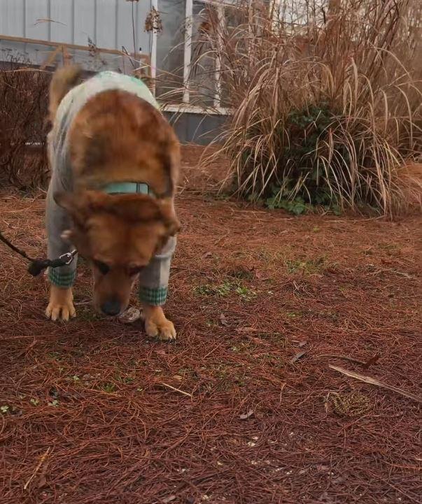 jake trying to walk