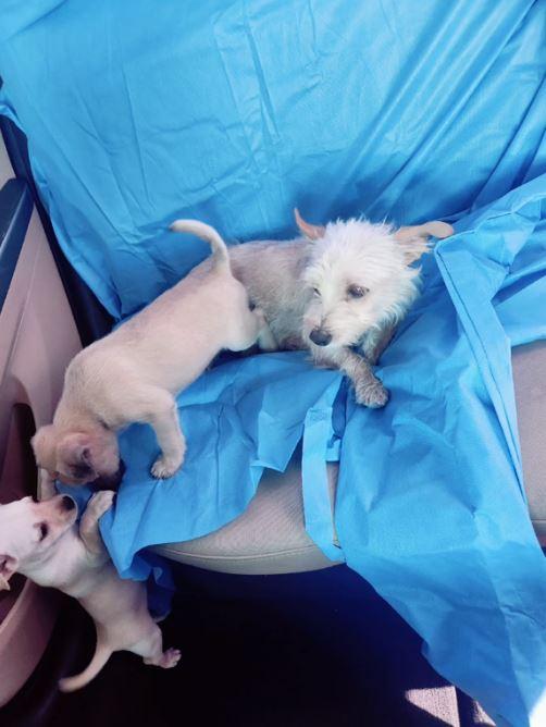 mama and puppies in car