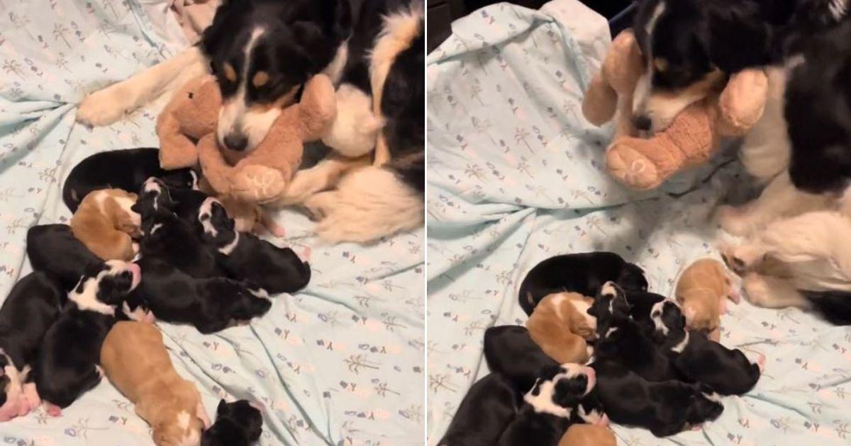 mama dog and puppies