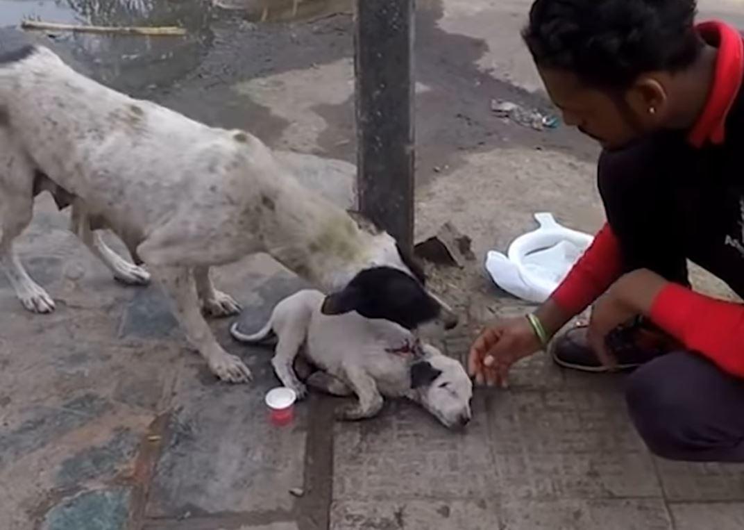 mama dog and puppy getting rescued