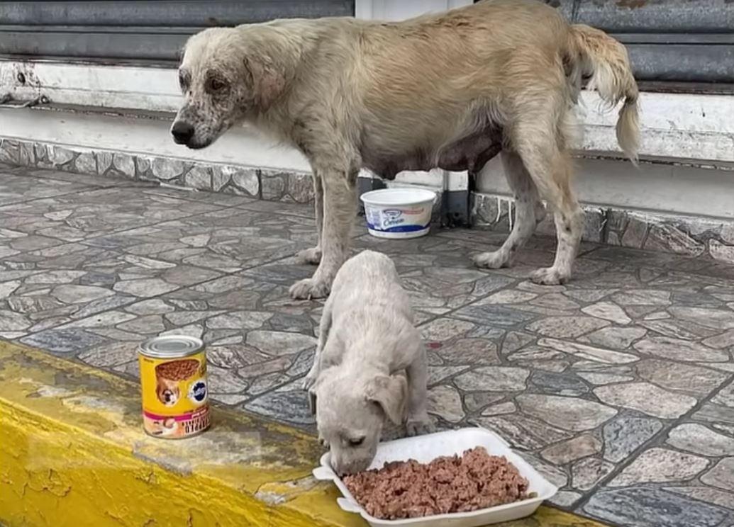 mama dog and puppy outside