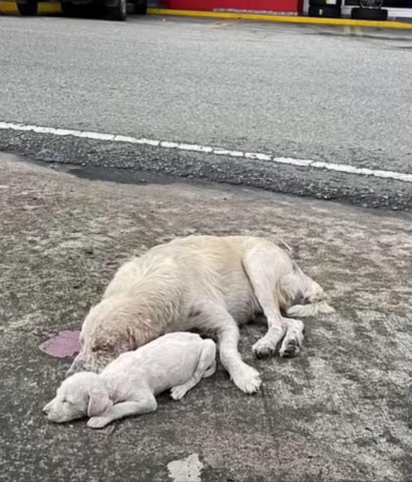 mama dog and puppy