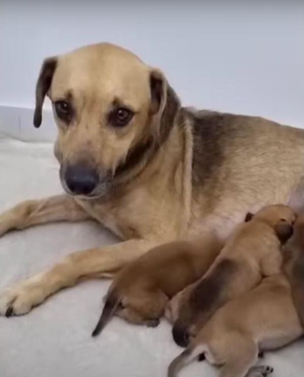 mama dog feeding puppies