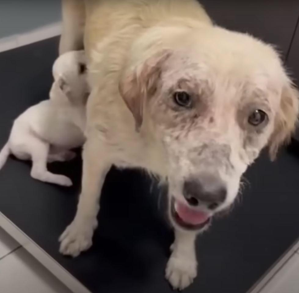 mama dog feeding puppy