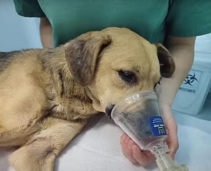 mama dog with oxygen