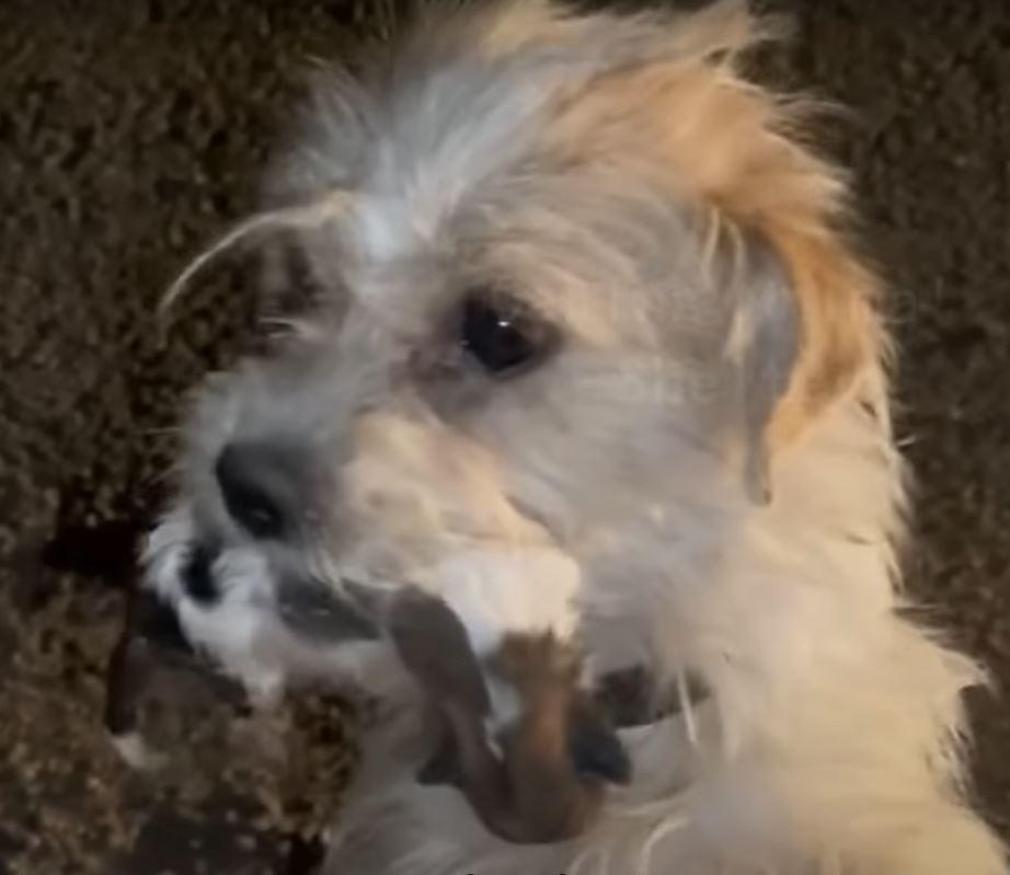 mama holding puppy in mouth