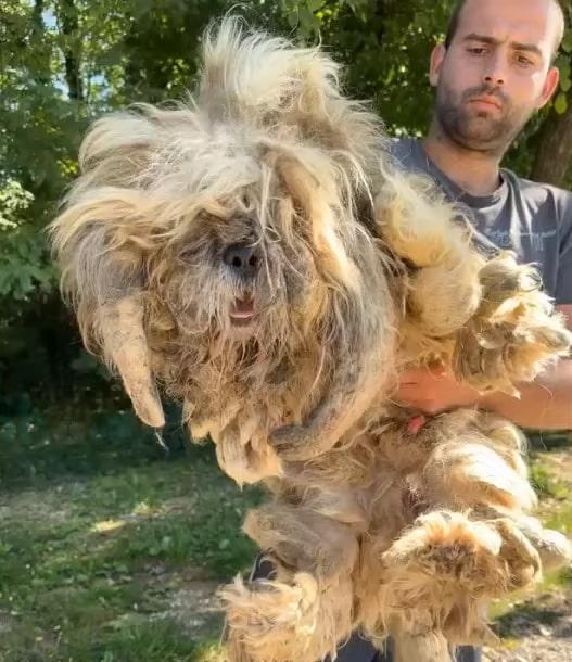 matted dog