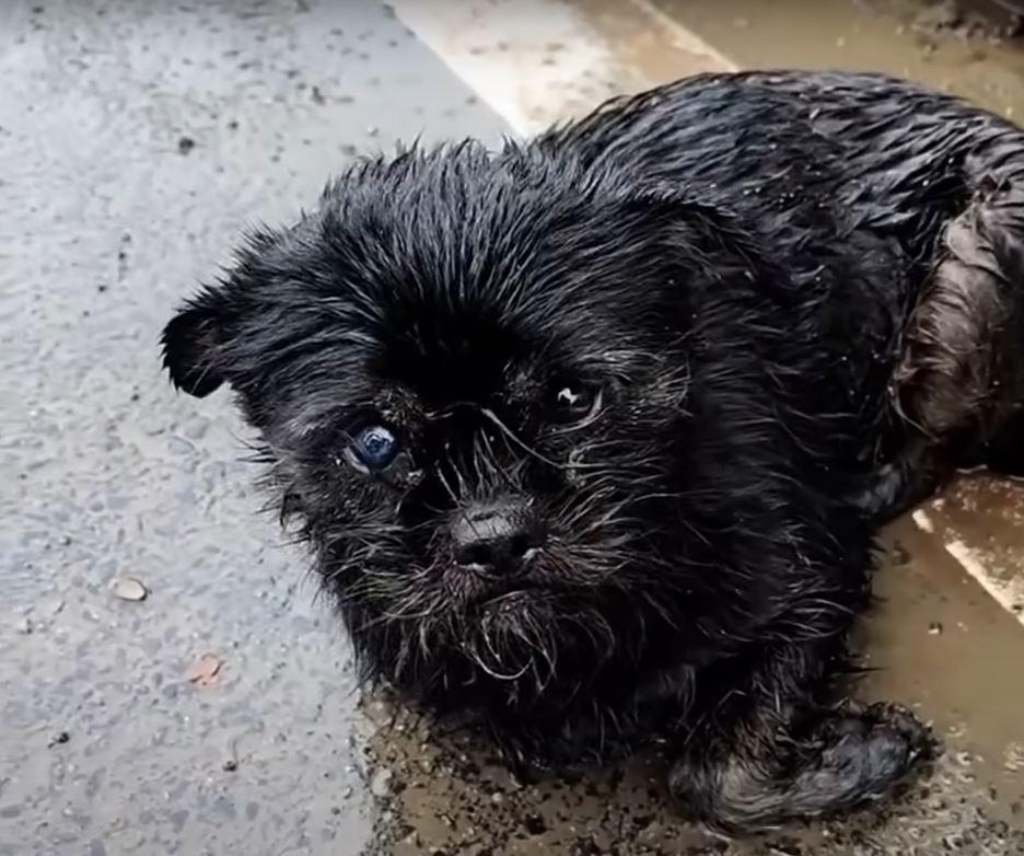 pregnant dog in rain