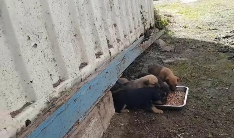 puppies eating outside