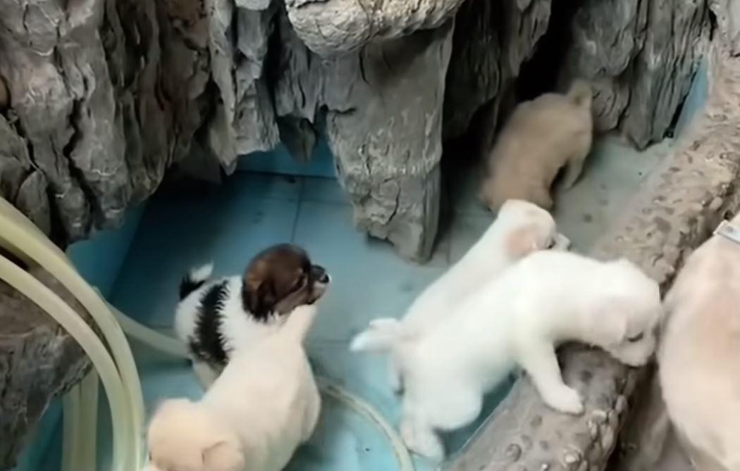 puppies exploring