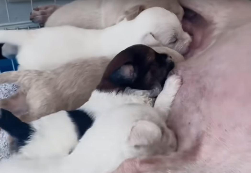 puppies fed by mom