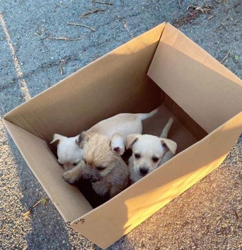 puppies in box