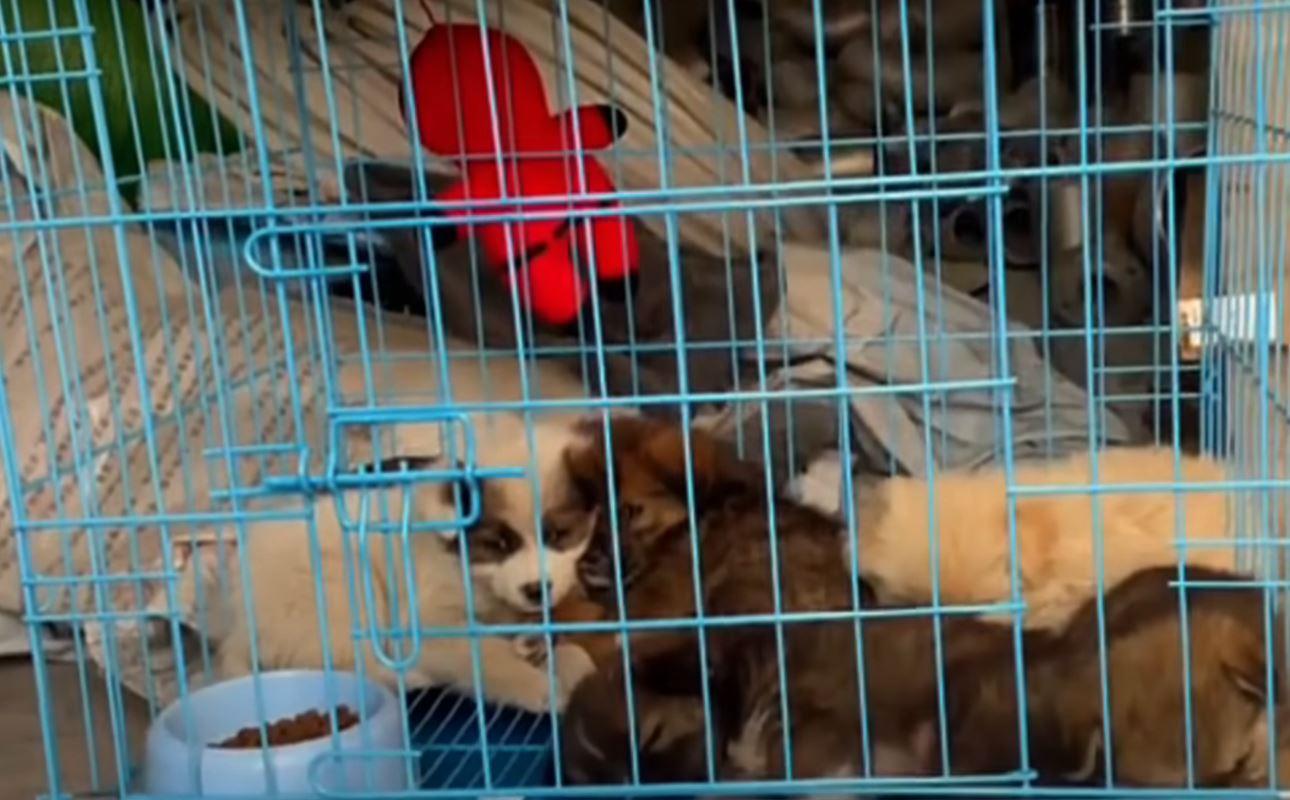 puppies in kennel