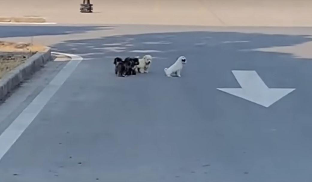 puppies on the road