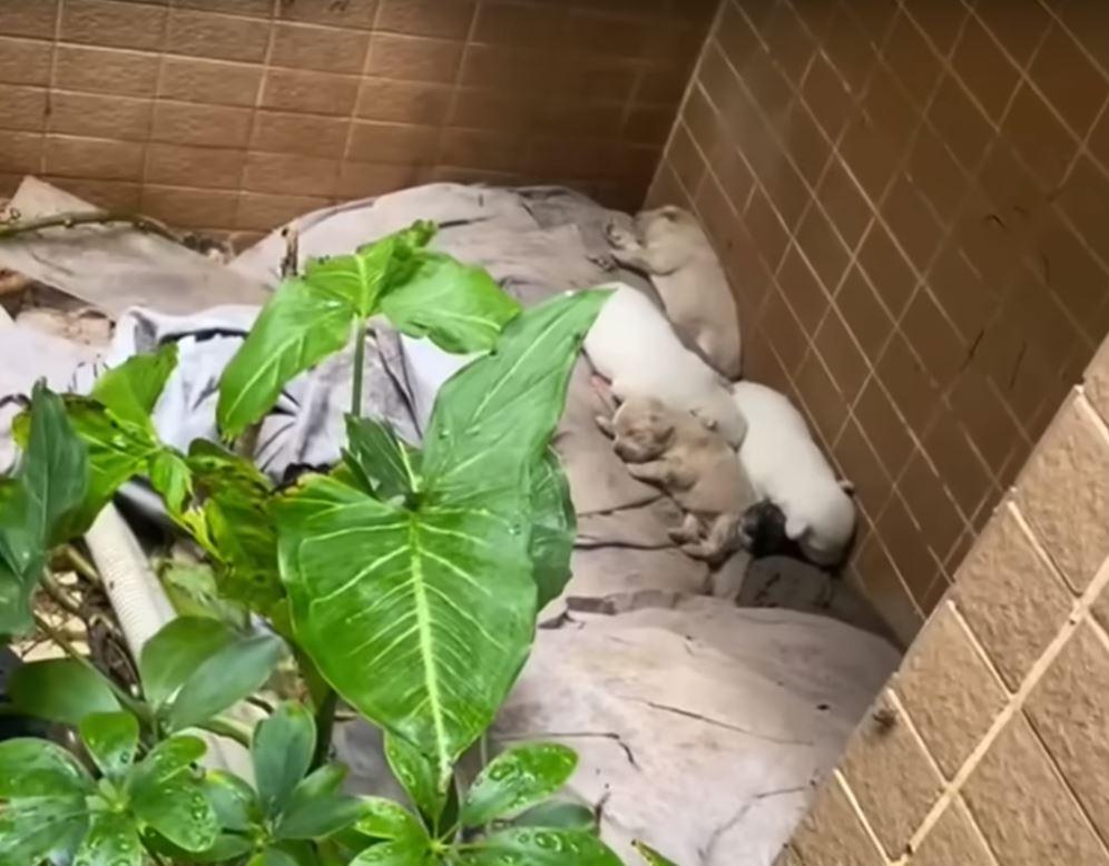 puppies sleeping