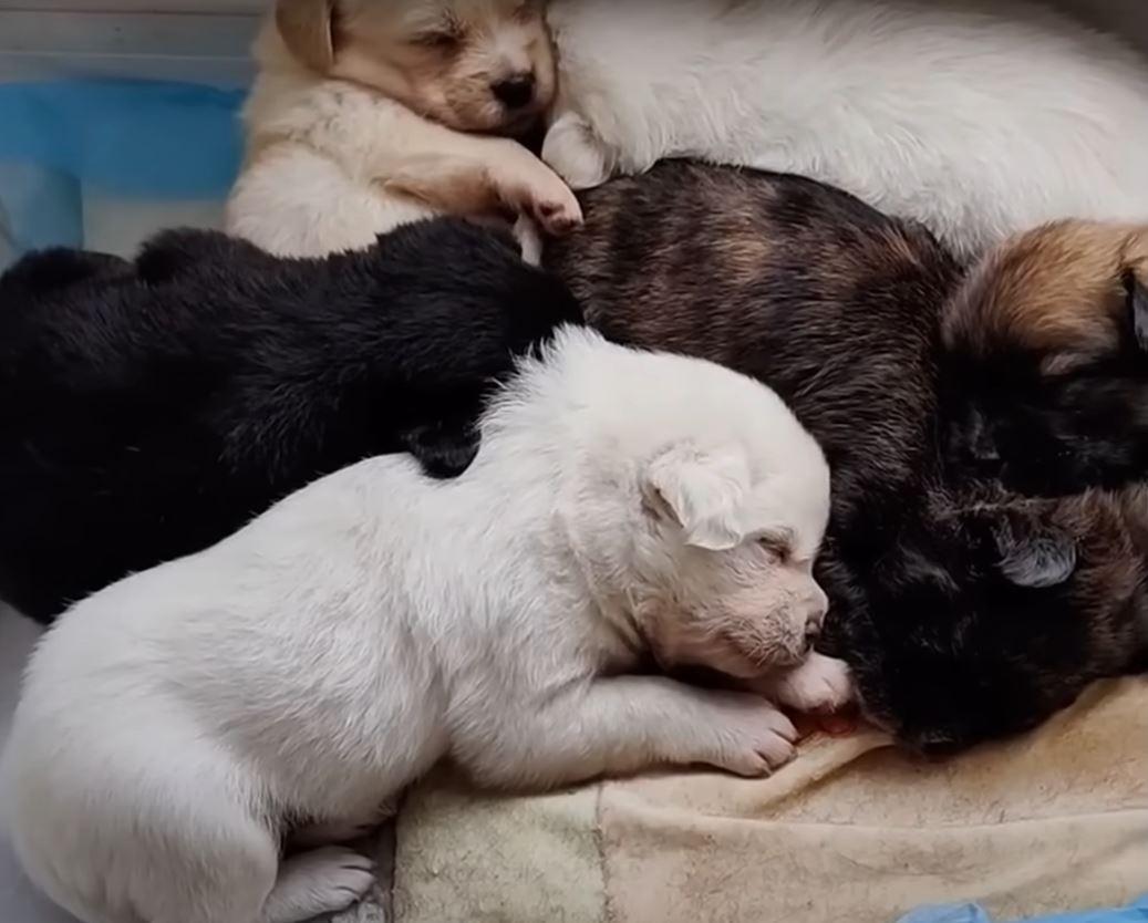 puppies sleeping