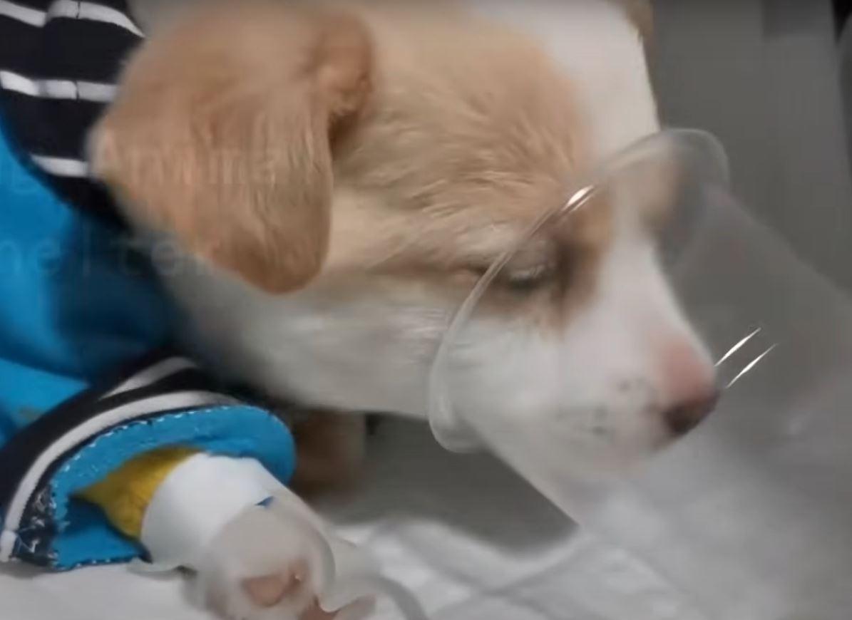 puppy at vet