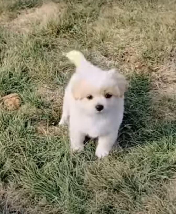 puppy on grass