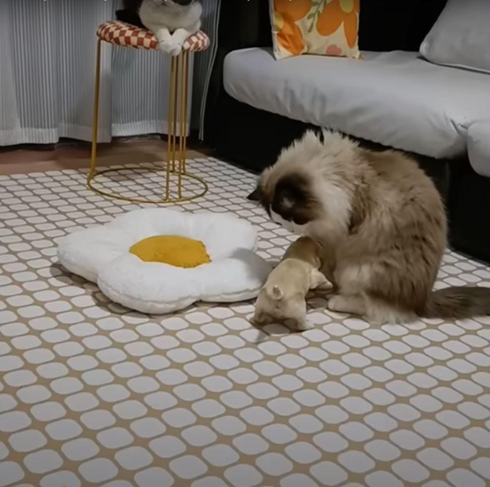 puppy playing with cat