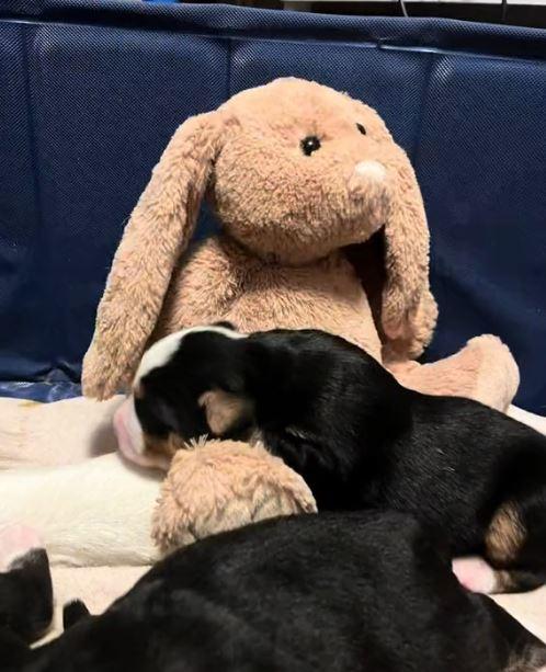 puppy sleeping on plush