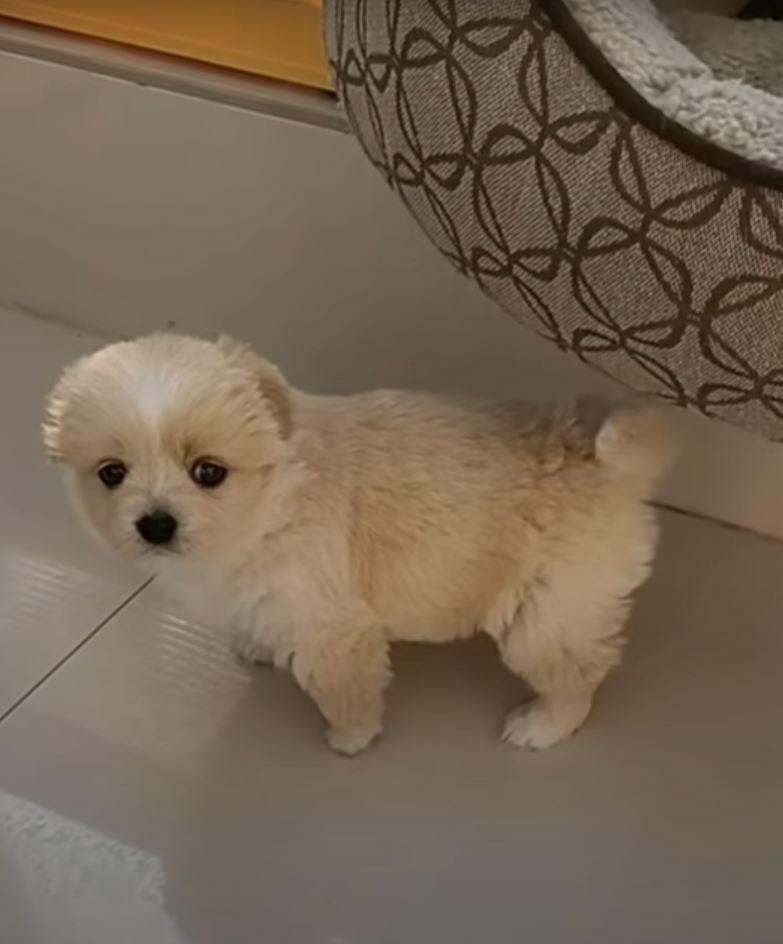 puppy standing