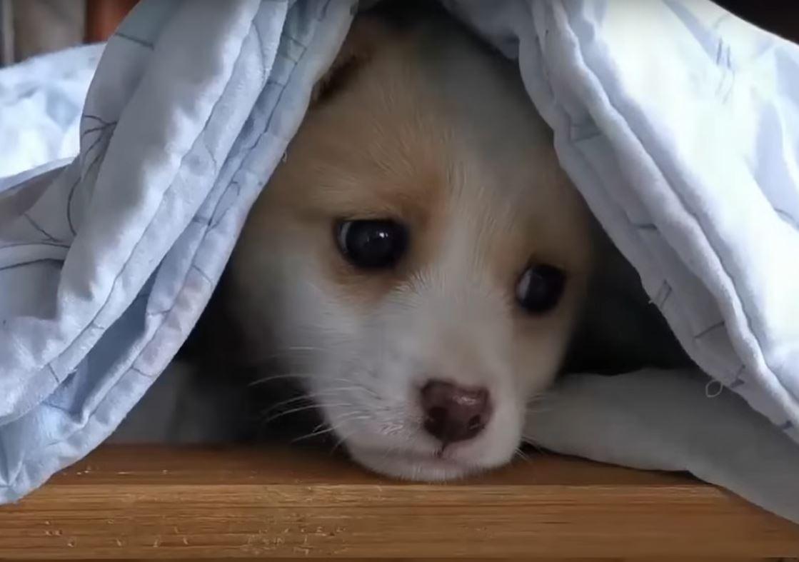 puppy under blanket