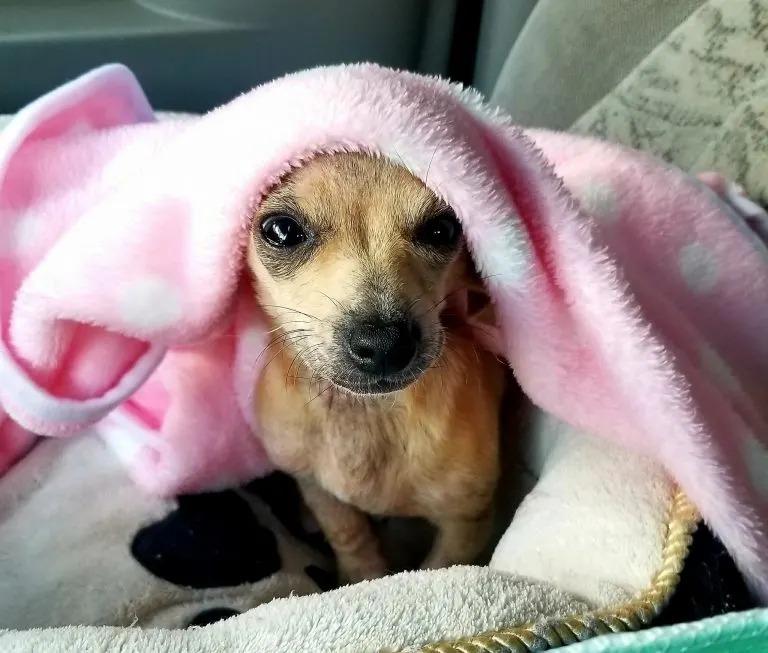 puppy under blanket