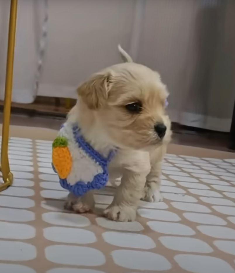 puppy with apron