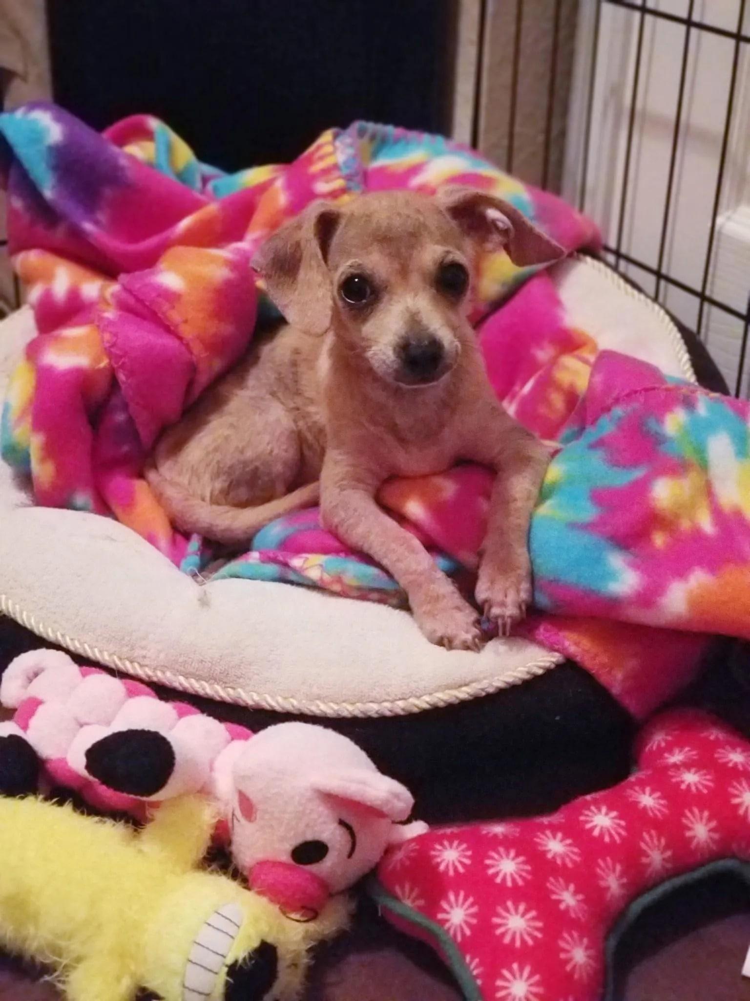 puppy with toys