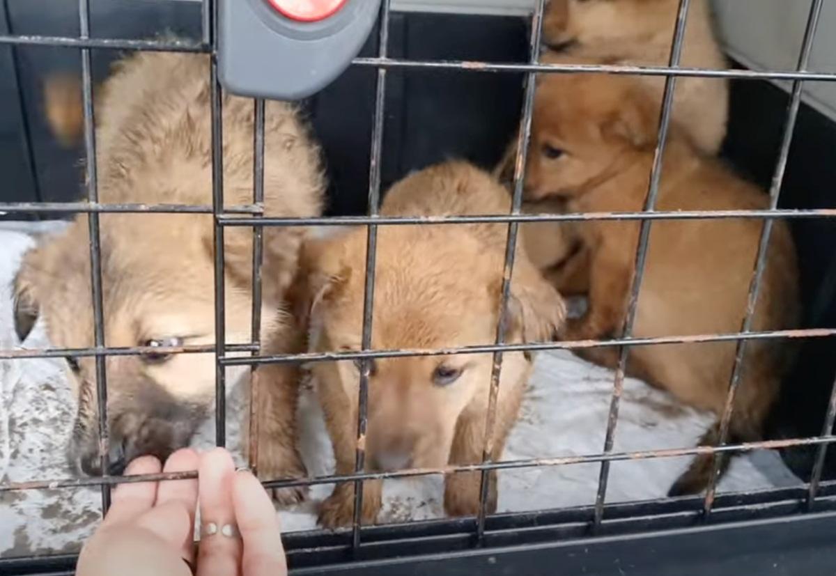 pups in kennel after rescue