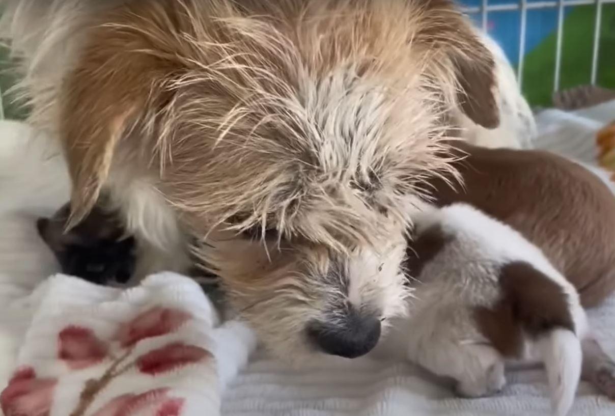 rescued mama and puppies