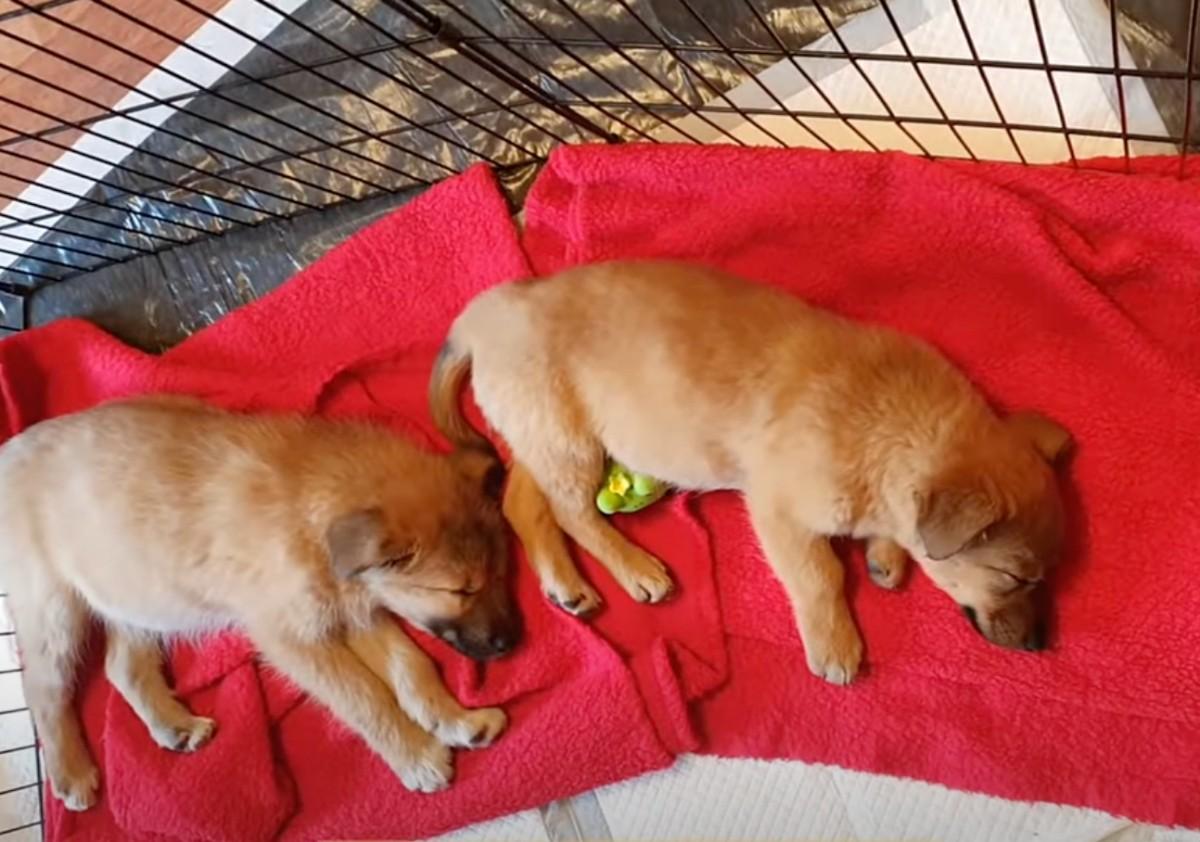 rescued pups sleeping in kennel