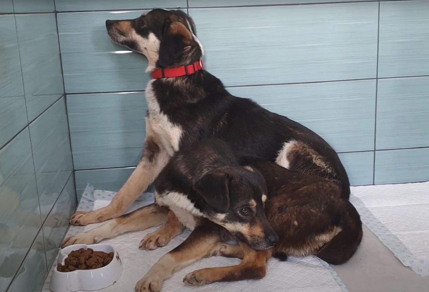 scared dogs in shelter