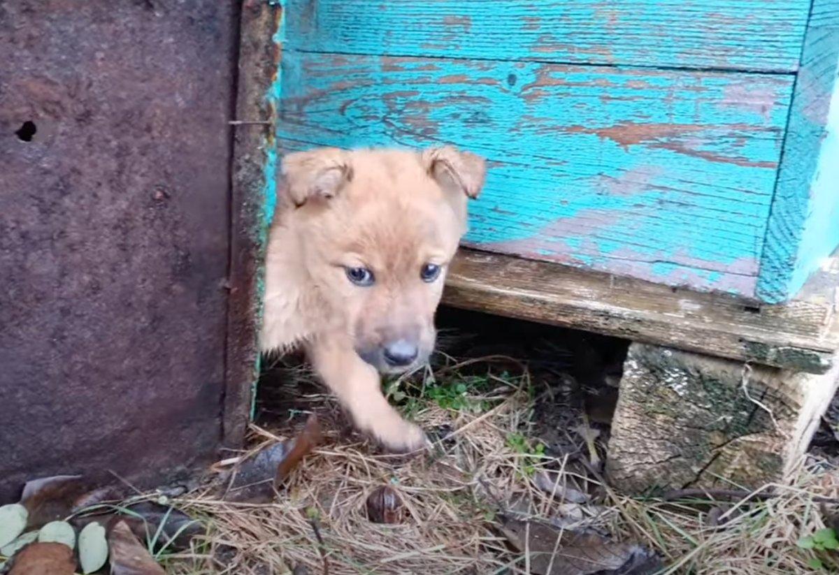 scared puppy hiding