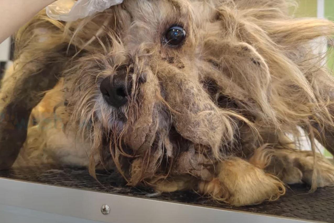 severely matted dog