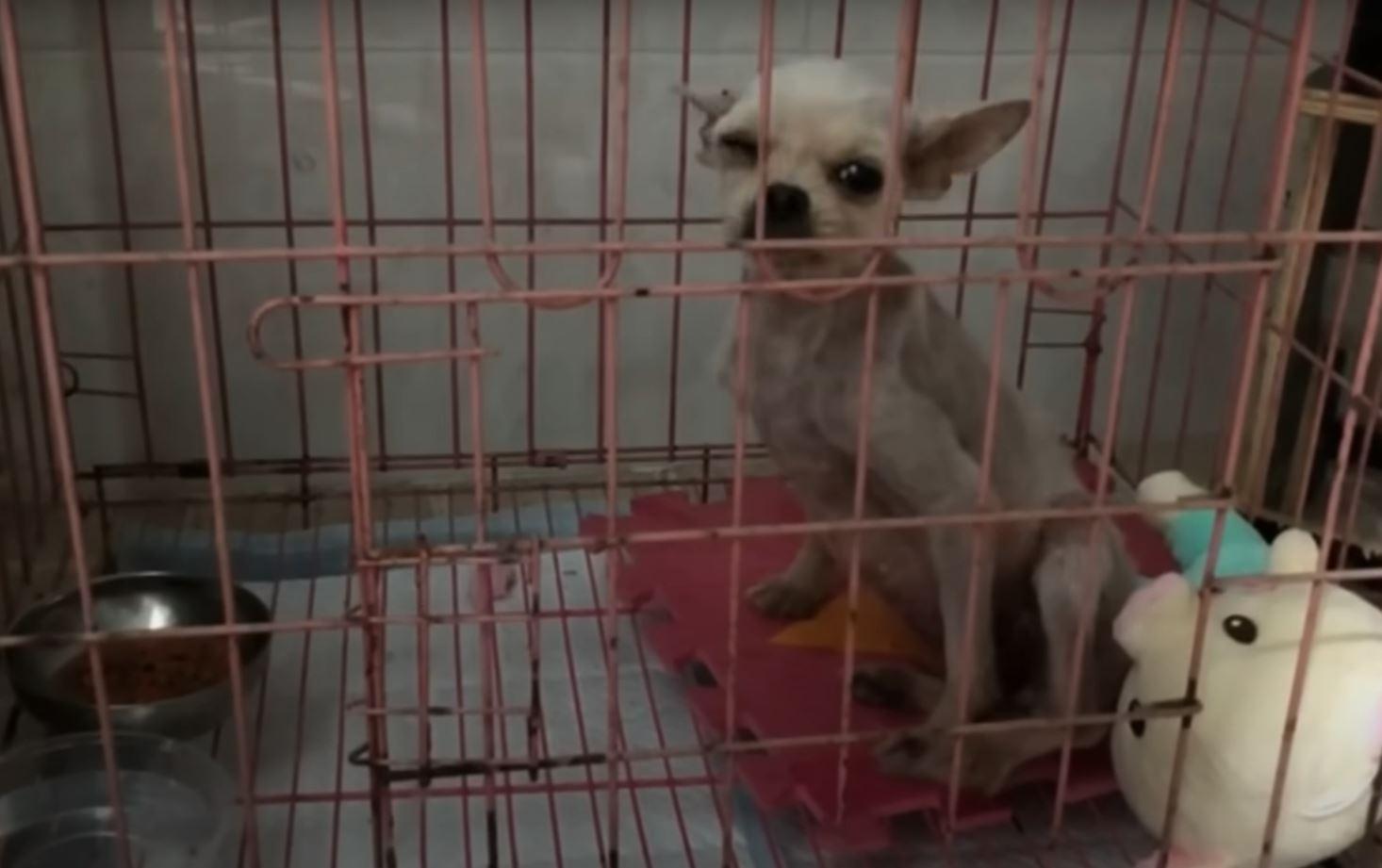 shaved dog in kennel