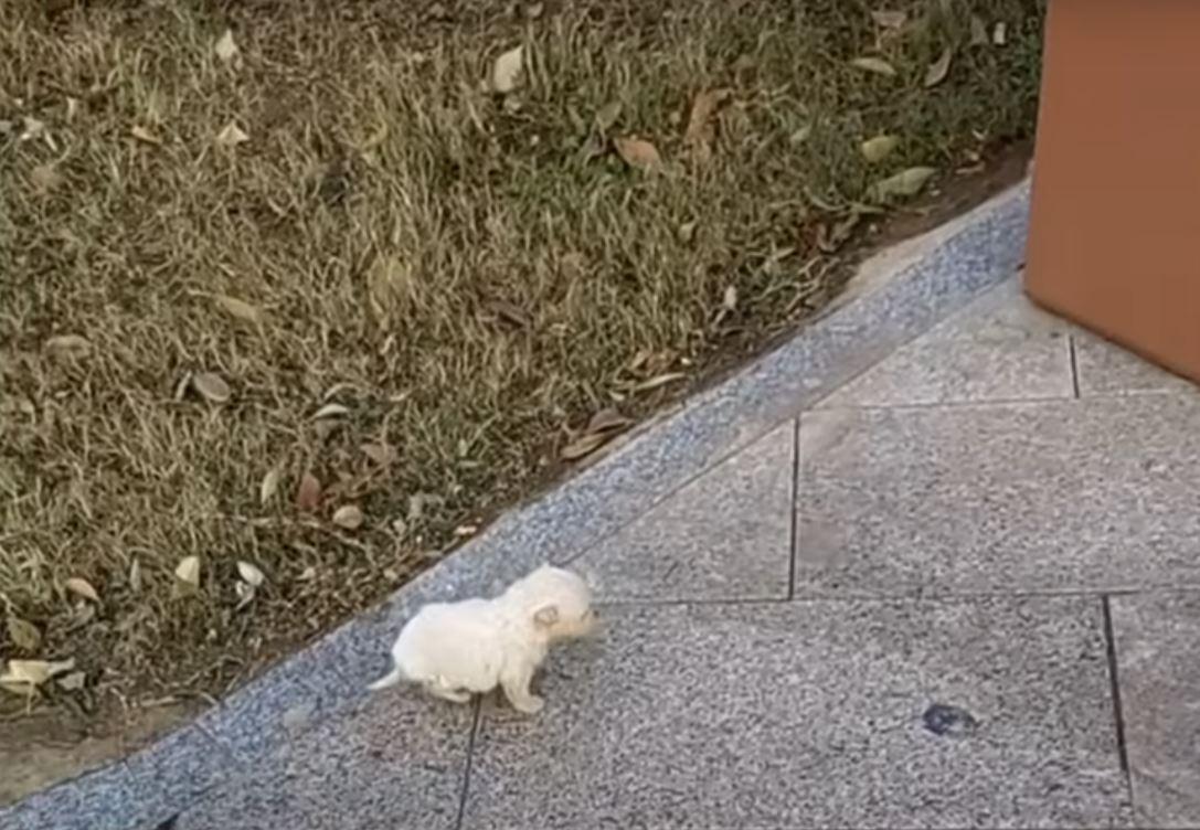 shivering puppy on sidewalk