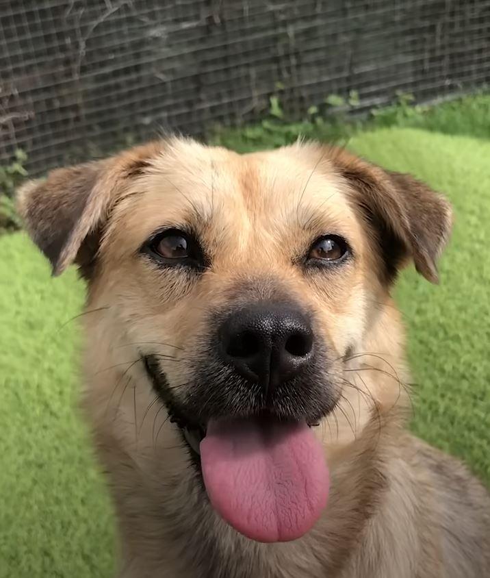 smiling dog outside