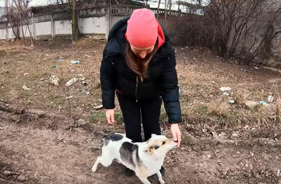 stray dog and woman