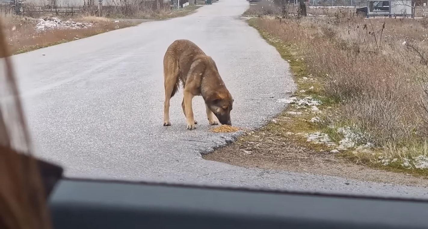 stray dog on road