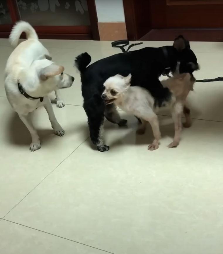 three dogs meeting