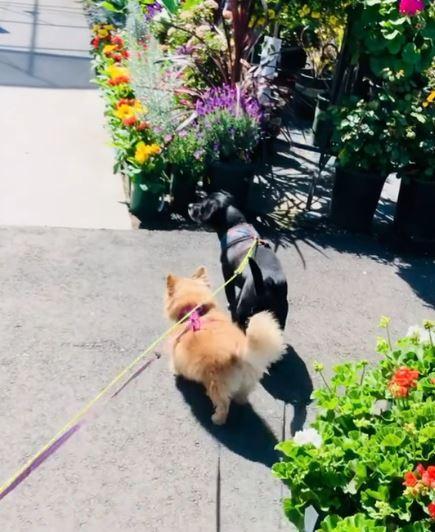 two dogs on a walk